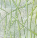 Grass Wall