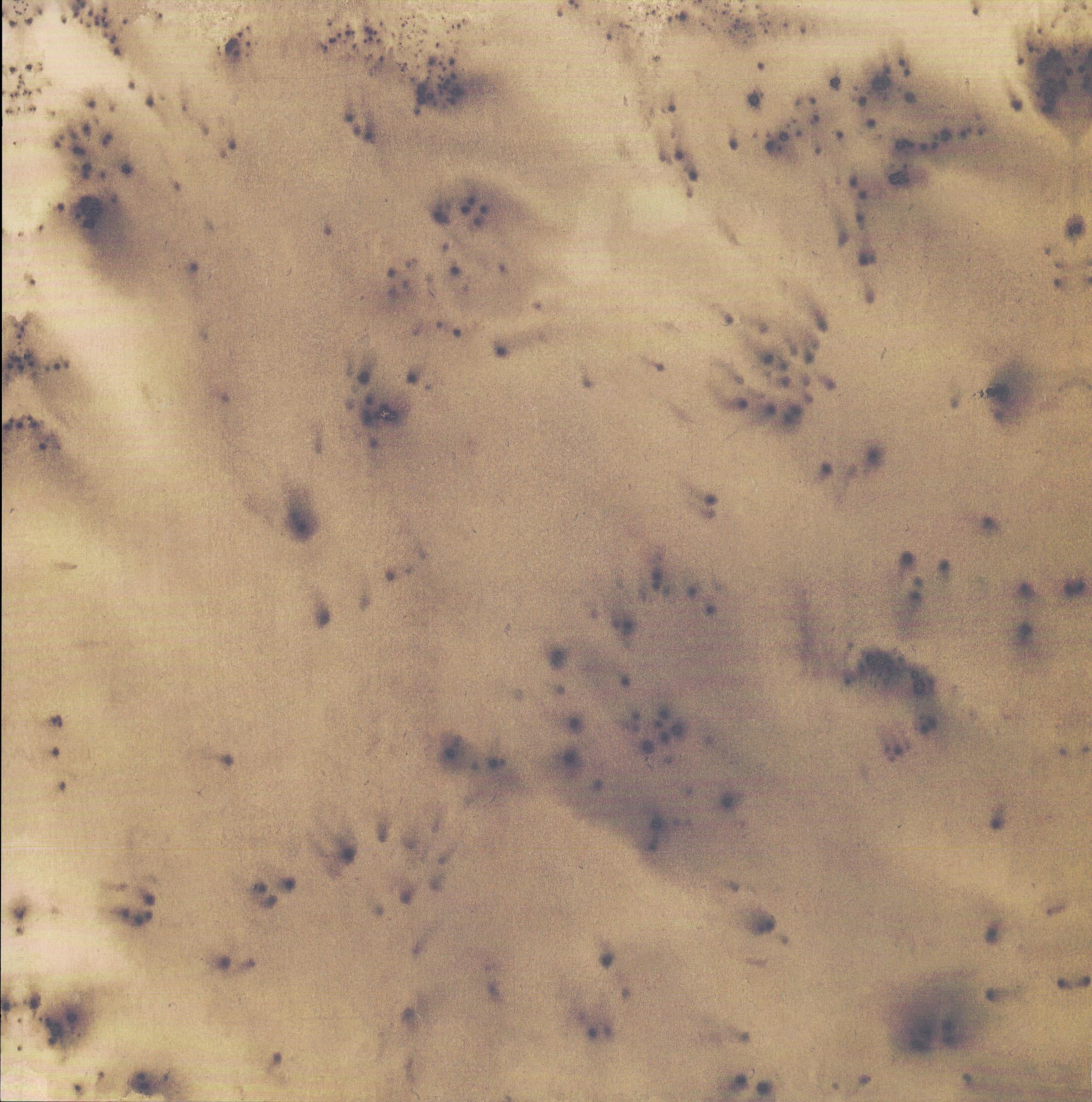 Design Originals Walnut Water Spots 12x12 scrapbook paper with scattered walnut ink droplets in blue-grey and mauve on warm golden parchment watercolor wash